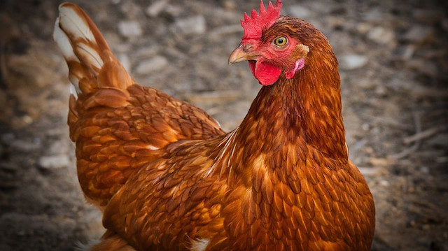 Organik yumurta üretimi yapan tavuk çiftliğinde tavuklar gün boyu serbest bir şekilde dolaşıyor.