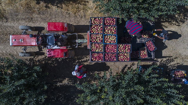 Türkiye, dünya elma üretiminin yüzde 4'ünü gerçekleştiriyor.