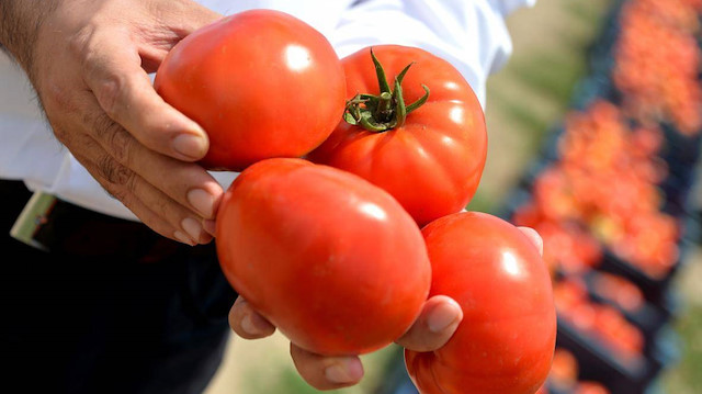 Türkiye'nin yaş meyve sebze ihracatında ilk sırada yer alan domateste en fazla dış satım Rusya'ya yapıldı. 