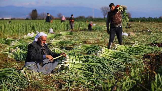 Leek harvest in Turkey's Izmir

