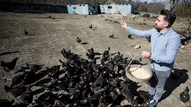 "Doğal yumurta" hedefiyle çiftliğini kuran ve okuduğu bir haberden sonra verimi artırmak amacıyla hayvanlarına her gün besteci Wolfgang Amadeus Mozart'ın eserlerini dinleten 22 yaşındaki girişimcinin sattığı yumurtalar, kentte talep görüyor.