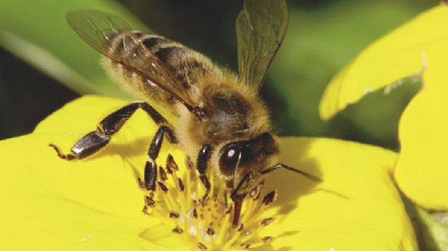 Bakanlık, Hatay’da tespit edilen ‘Suriye arısı’nı gen kaynağı kayıtlarına ekledi. ​