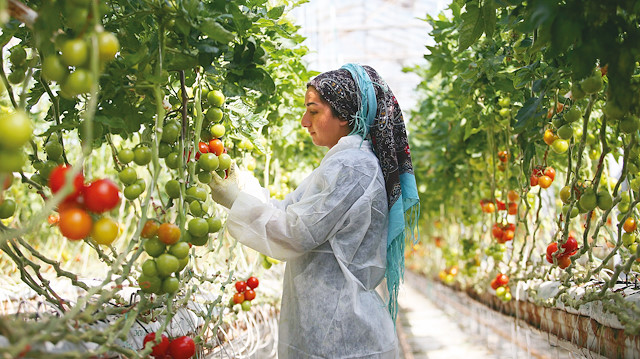 Türkiye'de yaklaşık 12 milyon ton domates üretiliyor.
