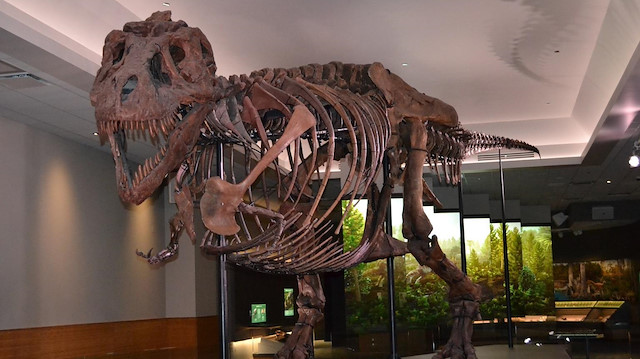  T-rex iskeletinin, 13 metre uzunluğunda, 66 milyon yıl yaşında ve 8 bin 800 kilogram ağırlığında olduğu duyuruldu. 