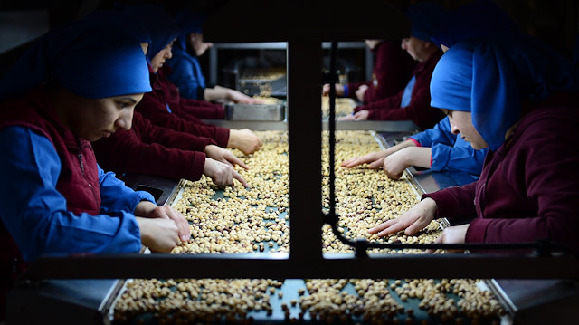 Hazelnut processing factory in Turkey's Giresun

