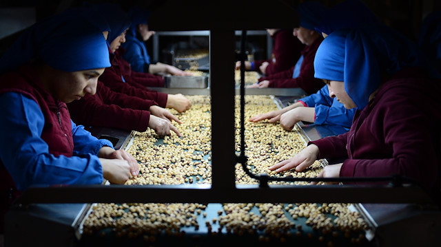 Hazelnut processing factory in Turkey's Giresun

