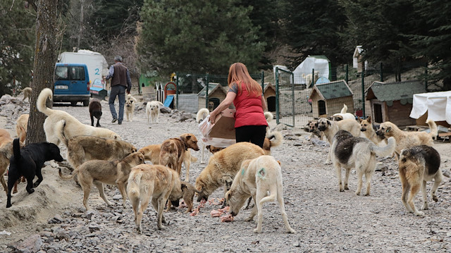 Ankaralı hayvanseverler yüzlerce köpeği besliyor.