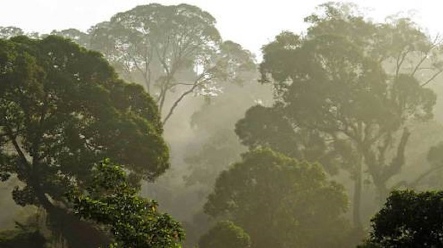International scientists believe they have found the world’s tallest tropical tree – right in the heart of Sabah. The tree, the species of which has yet to be determined as it was discovered via air surveillance, stands at 94.1 metres, and has a crown diameter of 40 metres. 