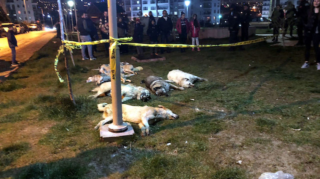 Ankara'da zehirlenen köpekler telef oldu.