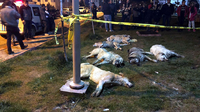 Ankara’da 13 köpek zehirlenerek öldürüldü