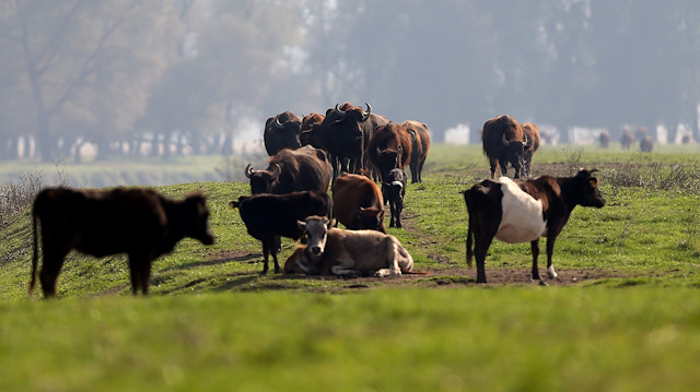 Mevsim ve takvim etkisinden arındırılmış toplanan inek sütü miktarı, şubatta bir önceki aya göre yüzde 2,2 azaldı.