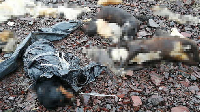 Ankara'da katledilen köpekler.