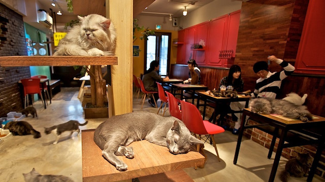 "مقاهي القطط" بطوكيو .. أماكن للاستمتاع وتخفيف الضغط