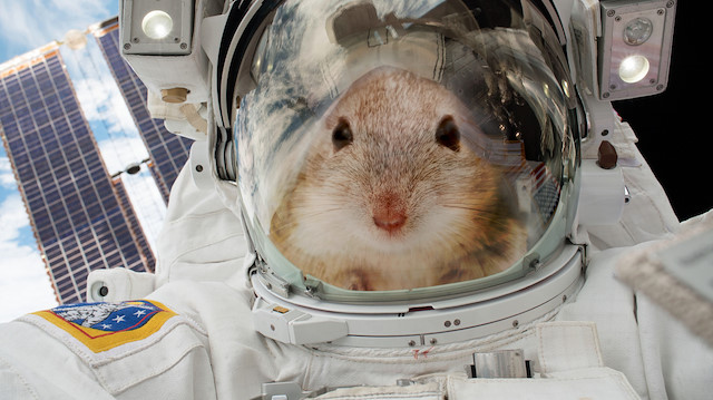 Astronot kıyafetinin içinde resmedilmiş bir deney faresi.