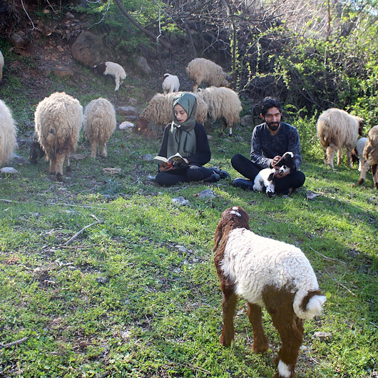 'Genç Çiftçi' projesiyle 20 koyun alan lise mezunu çift çobanlık yapıyor