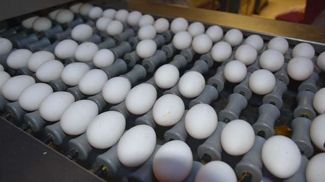Protein değeri açısından ne organiğin ne gezen tavuk yumurtasının ne de kafeste yetişen tavuğun yumurtasının birbirinden hiçbir farkı yok. 