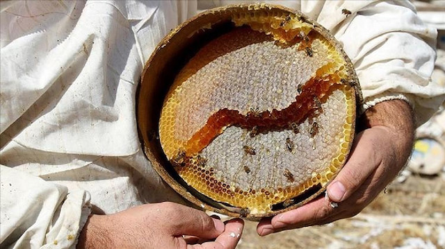 تركيا تجني 6.3 مليون دولار من العسل بالربع الأول من 2019