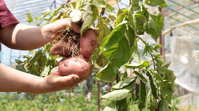 2 yıl önce kurduğu hobi bahçesine 120 kilo kırmızı patates ekti.