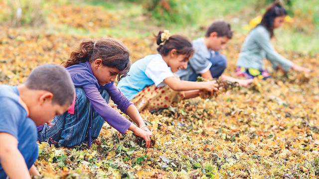 Tarım, yüzde 70,9’luk oranla çocuk işçilerin en fazla olduğu sektör.
