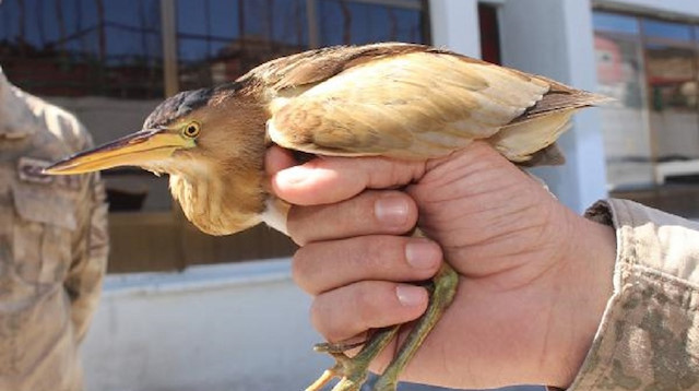 Bitkin Hint balıkçıl kuşuna jandarma bakımı