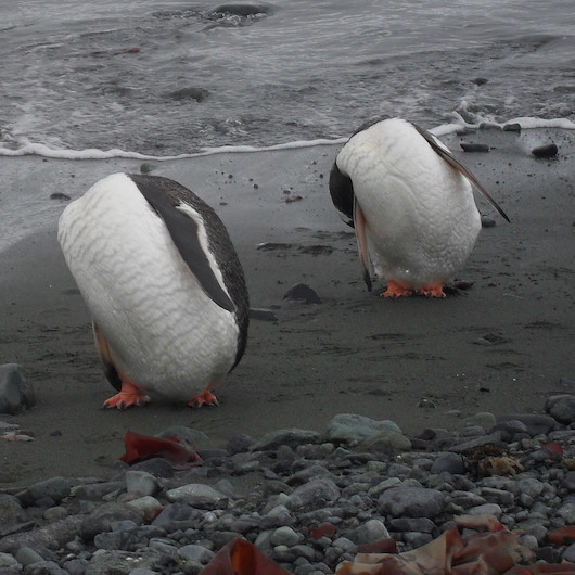 Antarktika'da binlerce yavru penguen boğulmuş