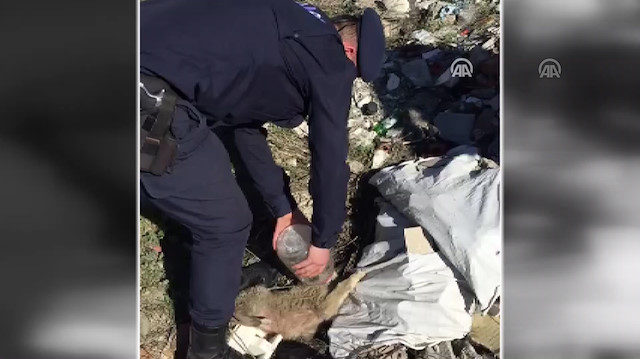Kafası cam kavanoza sıkışan köpeği jandarma kurtardı