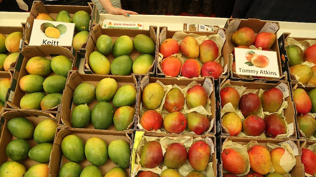 Mangoya Avrupa'dan büyük bir ilgi olduğu açıklandı.