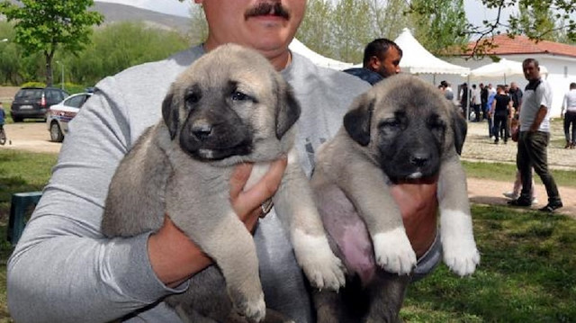 Kangal yavruları. 