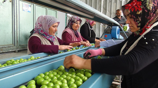 ​Silifke'de erik satışı başladı.