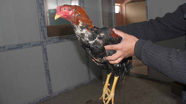 Tarım ve Orman Bakanlığı ekipleri dövüştürülen horozlara da el koydu.