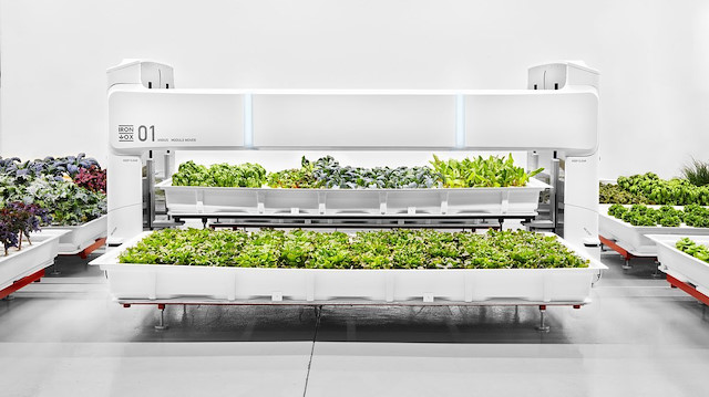 Robotların çalıştığı çiftlik başardı: 'Sebzeler market raflarında'