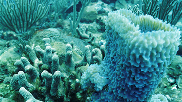  An undated photo shows the effect of "bleaching" on coral off Caye Caulker, Belize