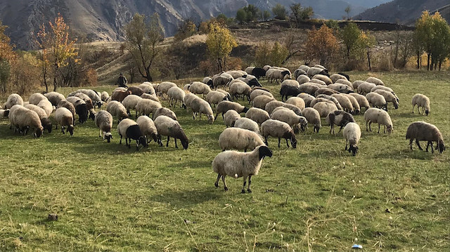 Foto/Arşiv