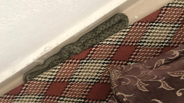 Oturma odasına giren yılan.
