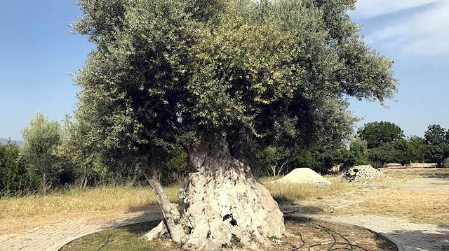Erdoğan'ın bahsettiği 'bin 300 yıllık zeytin ağacı' 150 kilogram hasat verdi