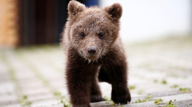 Orphaned baby bear named "Aida" runs in its shelter in Gunjani village near Sarajevo, Bosnia and Herzegovina.
