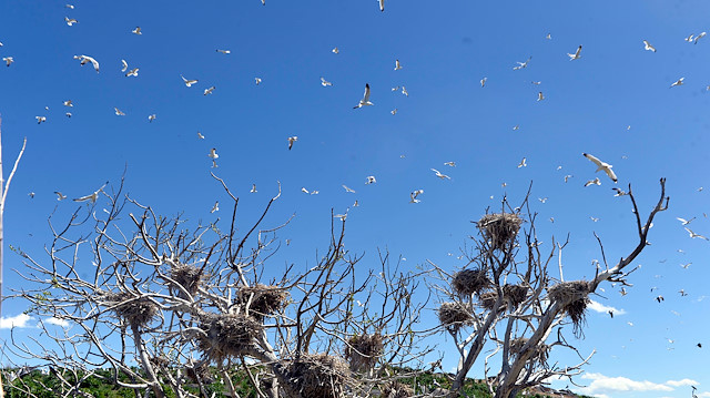Çıldır Gölü göçmen kuşlarla şenlendi

