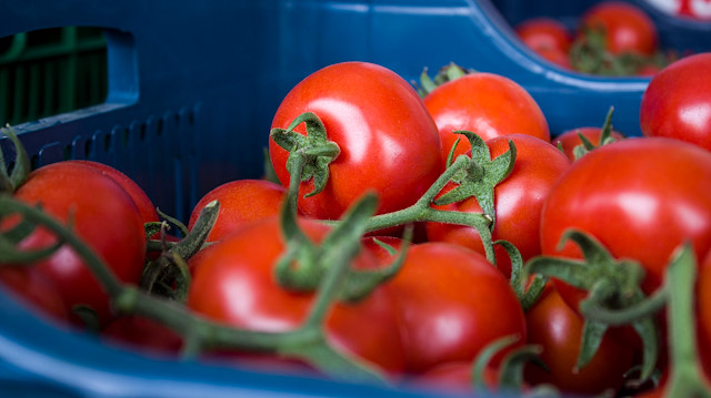 En fazla domates ihracatı Rusya ile Almanya'ya yapıldı.