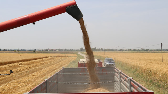 Adana’da buğday hasadı başladı.