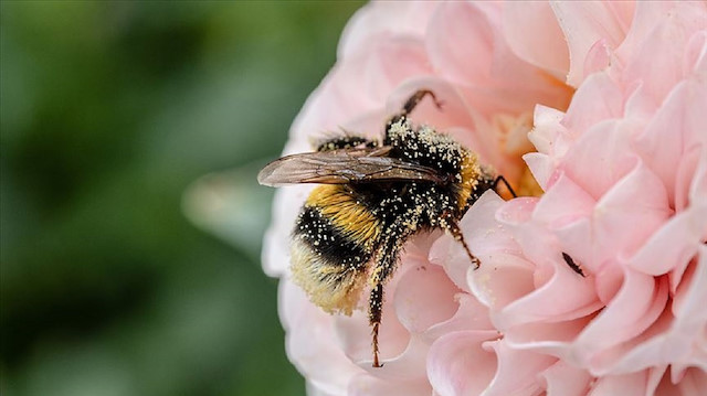 Birleşmiş Milletler (BM) Gıda ve Tarım Örgütü'nün (FAO) 2018 verilerine göre, insan etkileri sebebiyle arılar ve diğer polenleyici türleri nesli tükenme tehlikesi yaşıyor.


