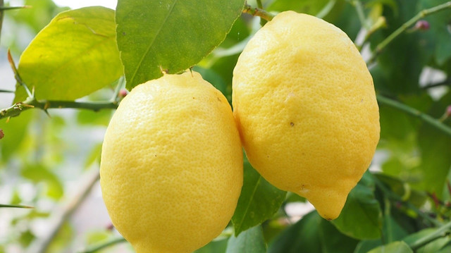 Limon dış satımından 266 milyon 959 bin dolar gelir sağlandı.