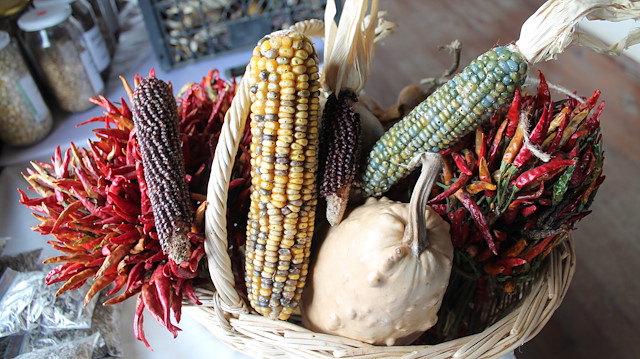 "Ata Tohumu" projesi kapsamında yurt genelindeki vatandaş ve üreticilerden binden fazla tohum toplandı.