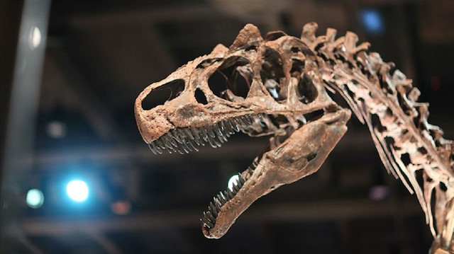 Keşfedilen dinazorların Tyrannosaurus rex (T-rex) ile akraba oldukları belirtildi.