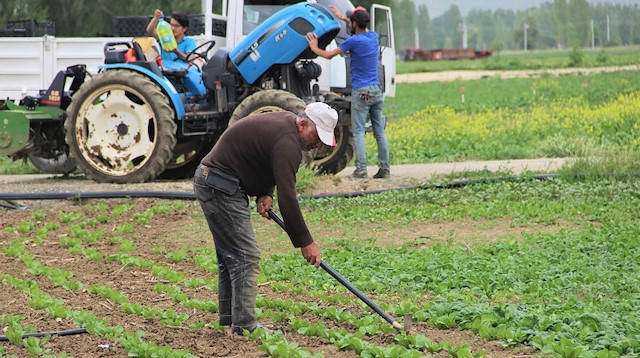 Yaklaşık 400 dönüm ıspanak traktörler ile sürülerek toprağa karıştı.