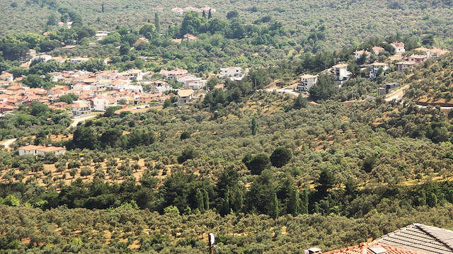 İmara açılan zeytinlik alanı.