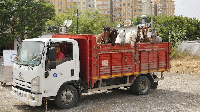 Atlar yeni yuvaları Antalya Hayvanat Bahçesi’ne getirildi.