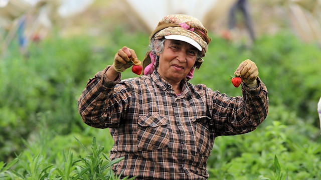 تركيا.. أنامل نساء آيدن تنشط في حصاد الفراولة
