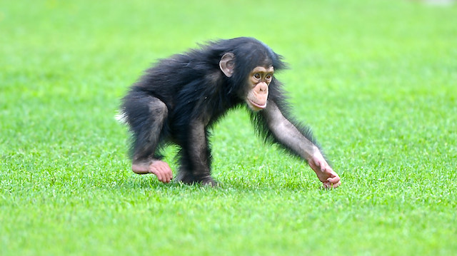 İngiltere'nin batısında 2011'de bir baskında şempanze eti ele geçirilmişti.

