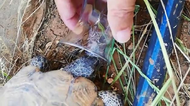 Sıcaktan bunalan kaplumbağa bardaktan su içerken