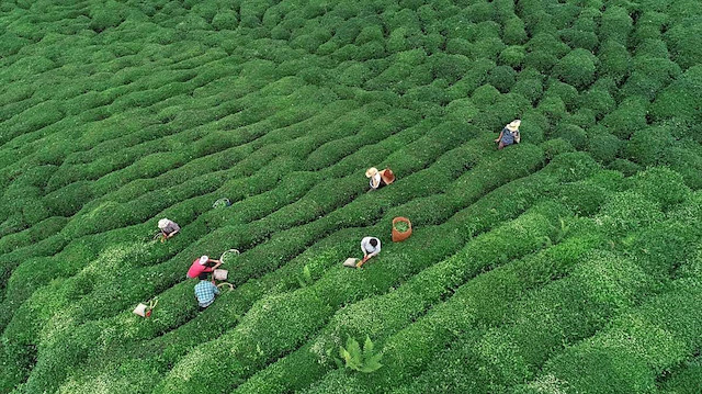ÇAYKUR, 230 bin tonun üzerinde yaş çay alımı gerçekleştirecek.